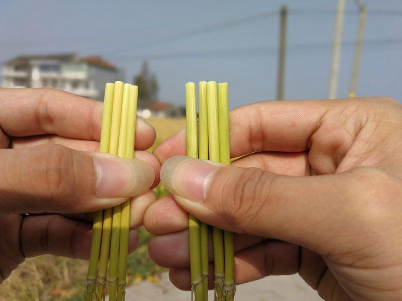 嘉興金惠利召開“雷力2000”觀摩測(cè)產(chǎn)會(huì)